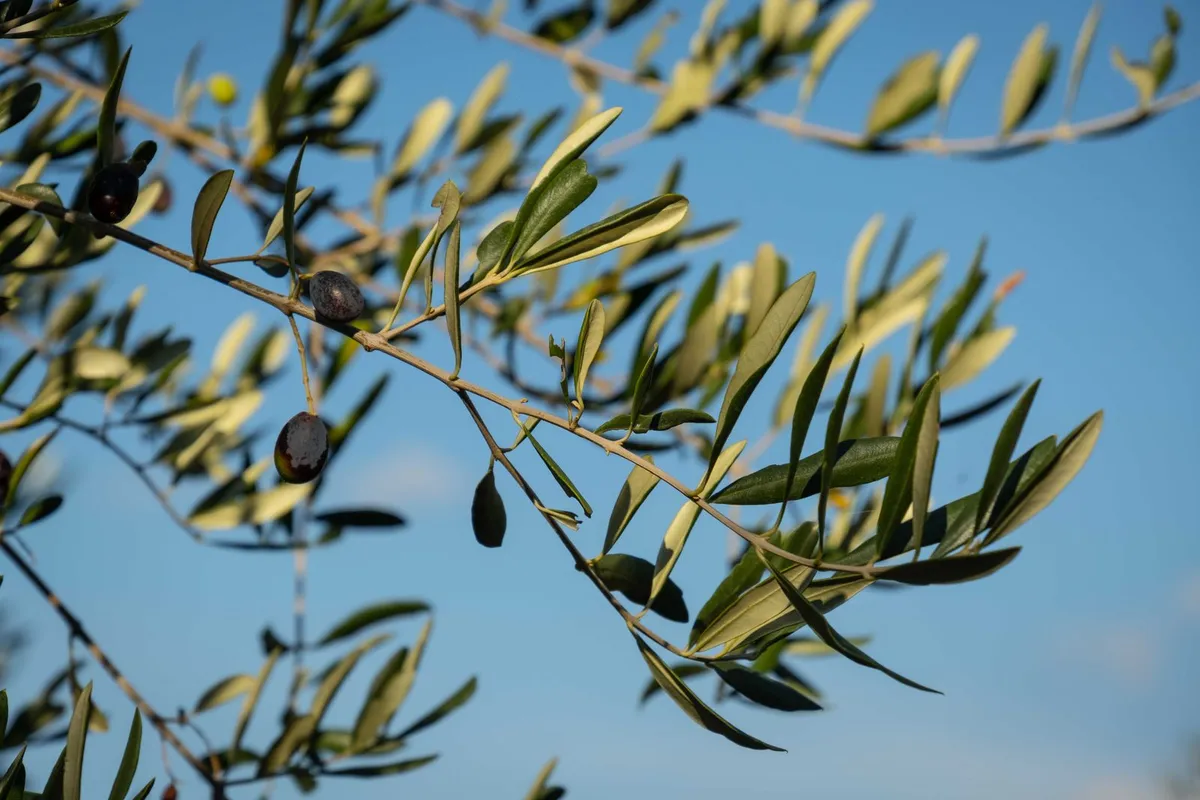 Olive branches against a blue sky