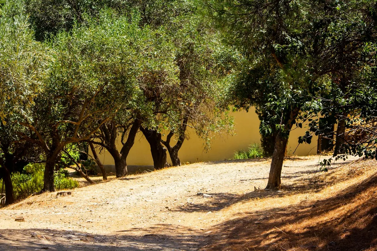 Sunlit pathway through a Mediterranean olive grove